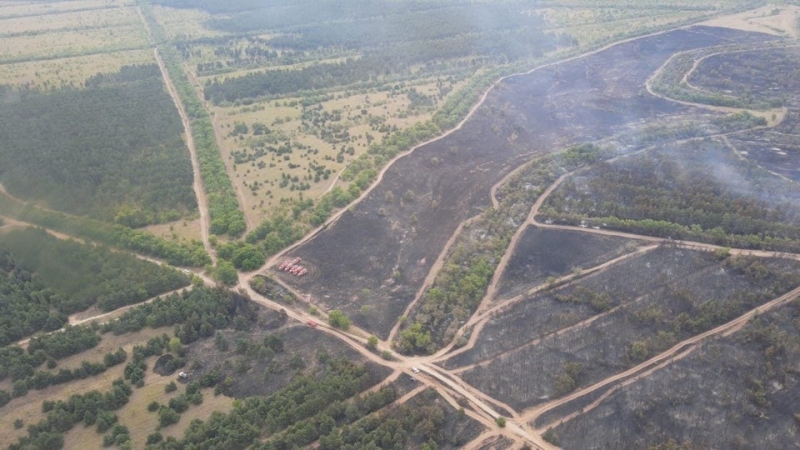 Более 1200 гектаров леса сгорело в Волгоградской области в этом году