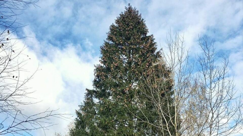 Главная новогодняя елка России 11 декабря приедет из Наро-Фоминска в 