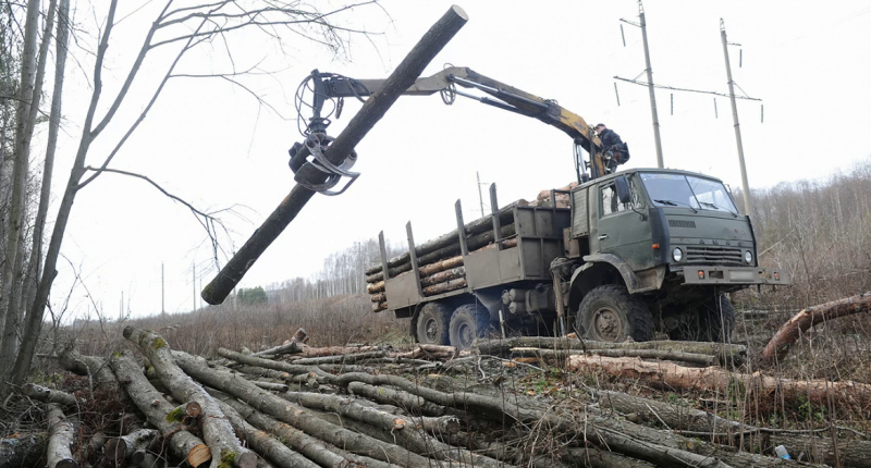 В Иркутской области нелегально вырубили лес на 14 млн рублей