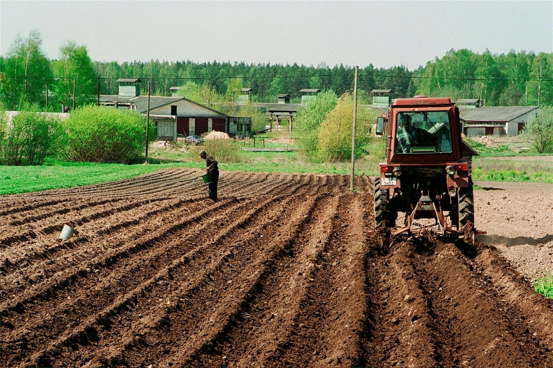 Невозможно, но факт: Беларусь закупает картошку на Украине 