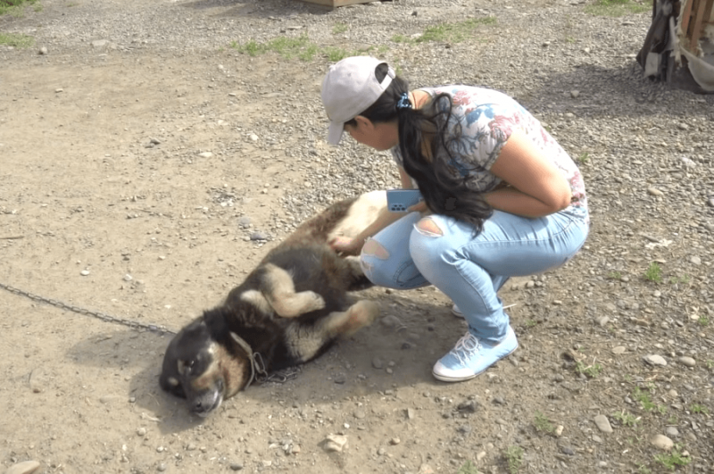 В российском городе захотели ввести лимит на численность собак и котов