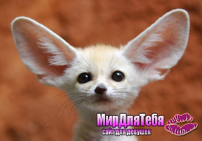 Малыш Пустынного лиса он же Фенёк (Fennec fox)