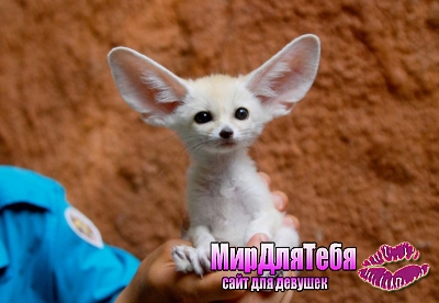 Малыш Пустынного лиса он же Фенёк (Fennec fox)