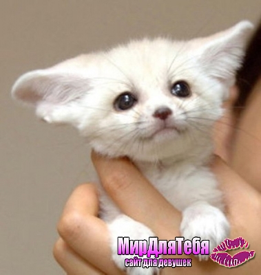 Малыш Пустынного лиса он же Фенёк (Fennec fox)