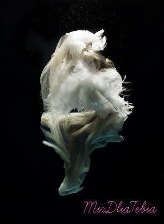 Underwater photography by Zena Holloway!