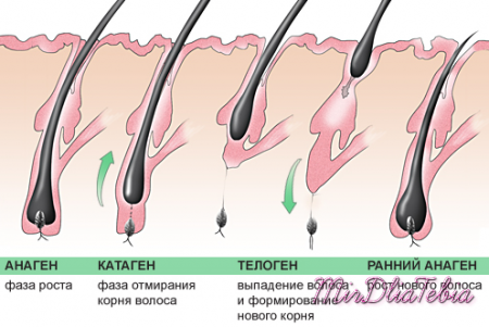 Волосы и уход за ними - Рост волос